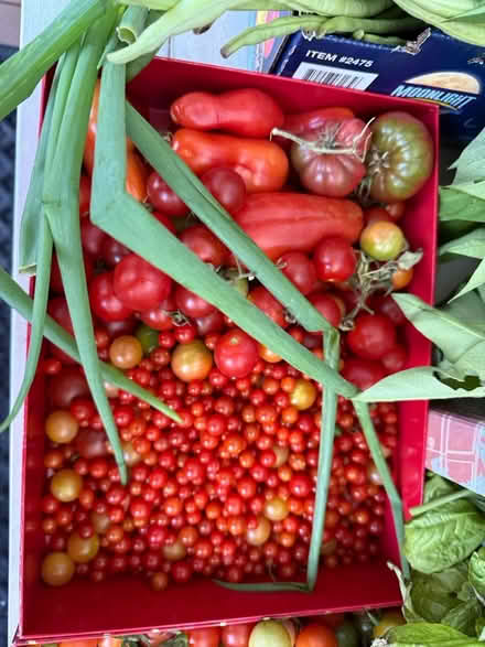 Photo of free Freshly picked vegetables (organic) (Fair Lawn, NJ) #4