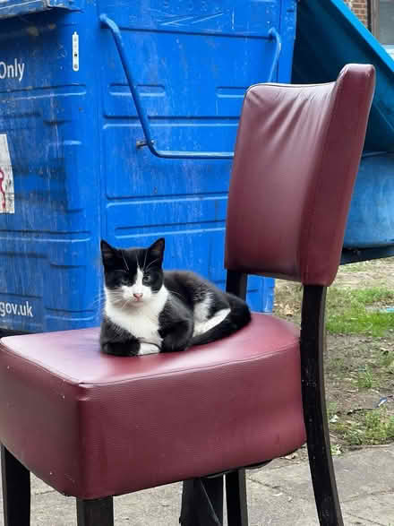 Photo of stray cats (SE16) #2