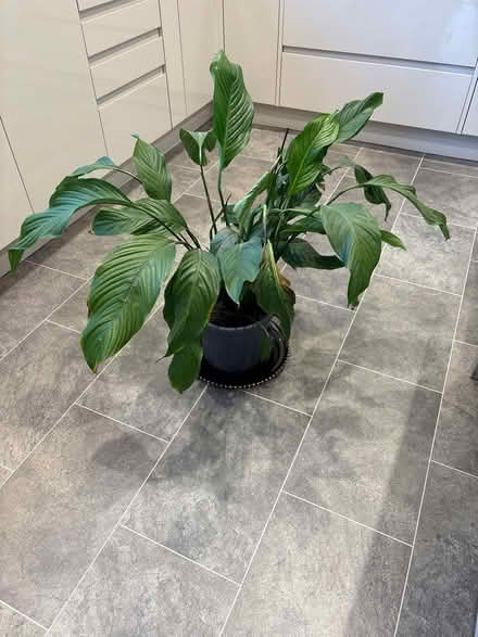 Photo of free Peace plant (Carnforth LA6) #1