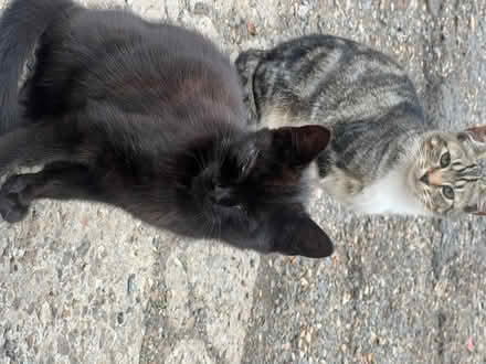 Photo of stray cats (SE16) #3