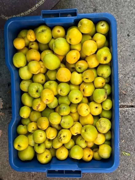 Photo of free Quince fruit (Cippenham SL1) #1