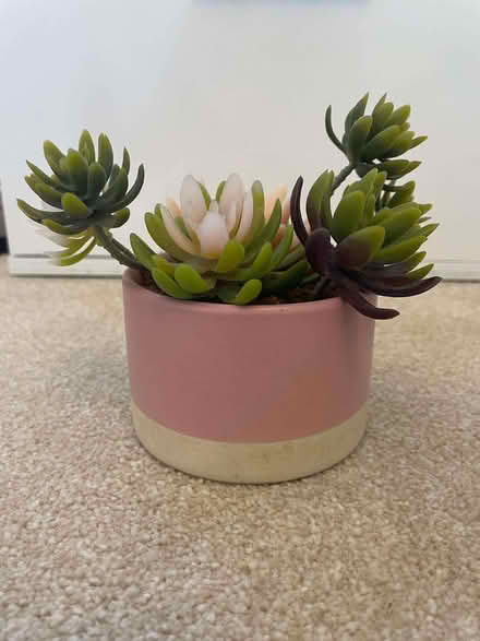 Photo of free Pretty fake cactus 4in diameter (Charlton SE18) #1