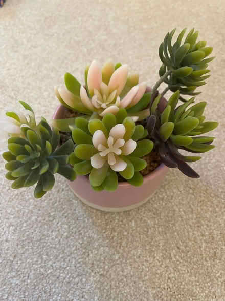 Photo of free Pretty fake cactus 4in diameter (Charlton SE18) #2