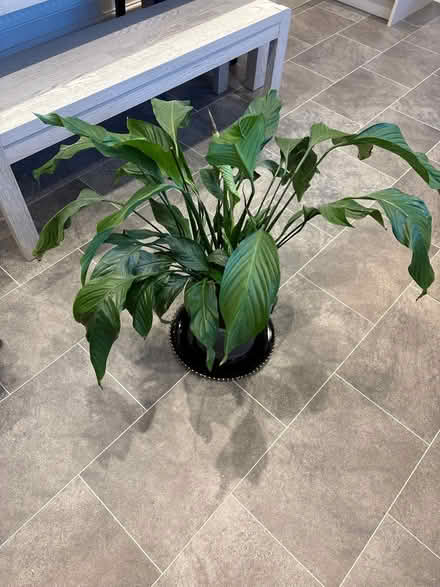 Photo of free Peace plant (Carnforth LA6) #2
