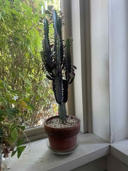Photo of free Dragon Bones, Euphorbia (Wallingford) #1