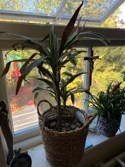 Photo of free Sea plants (Hampstead NW3) #4