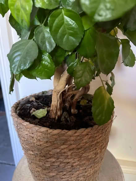 Photo of free Sea plants (Hampstead NW3) #2