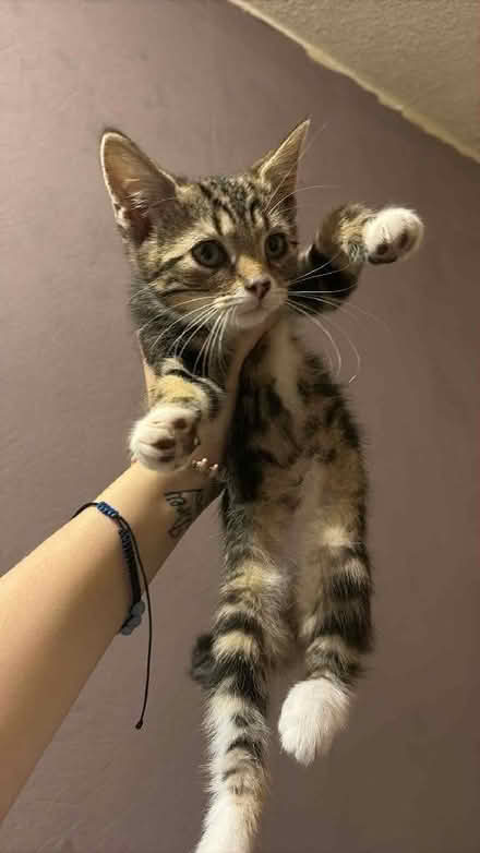 Photo of Kitten Items (The Maltings B16) #1