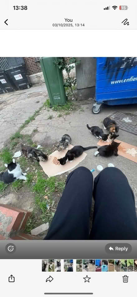 Photo of stray cats (SE16) #1
