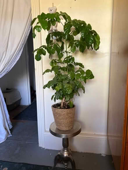 Photo of free Sea plants (Hampstead NW3) #1