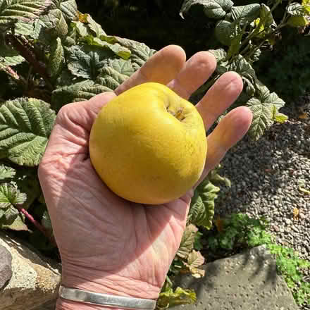 Photo of free Quinces (Nash LD8) #1