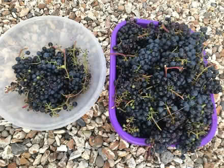 Photo of free Grapes (Wootton OX13) #1