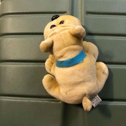 Photo of free Plush Dog Toy (Westbury BA13) #2
