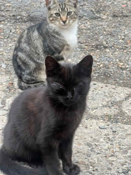 Photo of cat trap catch and release (SE16) #3