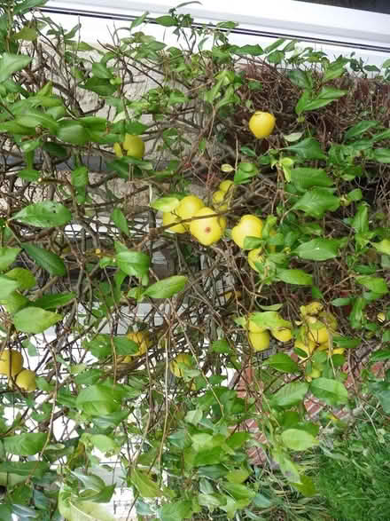 Photo of free Japonicas (Burgess Hill RH15) #1