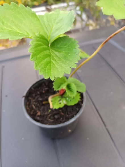Photo of free Strawberry plants (Fareham PO16) #1