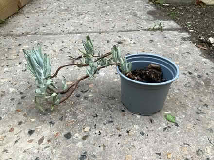 Photo of free Various houseplants (Wallands Park BN7) #4