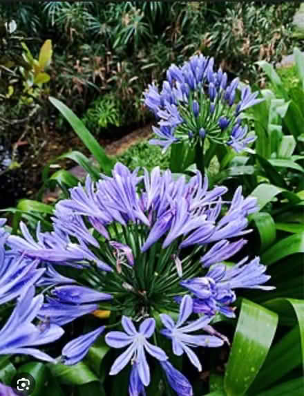 Photo of Agapanthus Plants (Santa Clarita Valley) #1