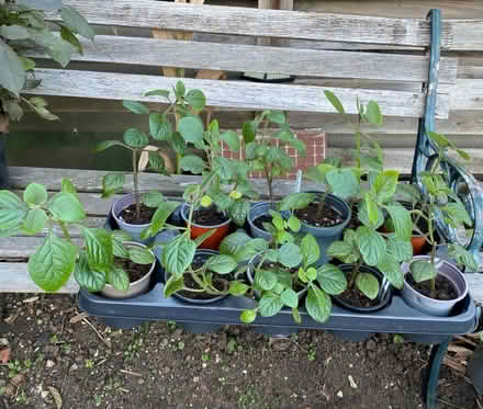 Photo of free Plectranthus plants (Waltham Abbey EN91) #1