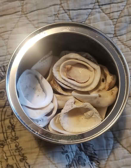 Photo of free Sea Shells (Kirkwood) #1