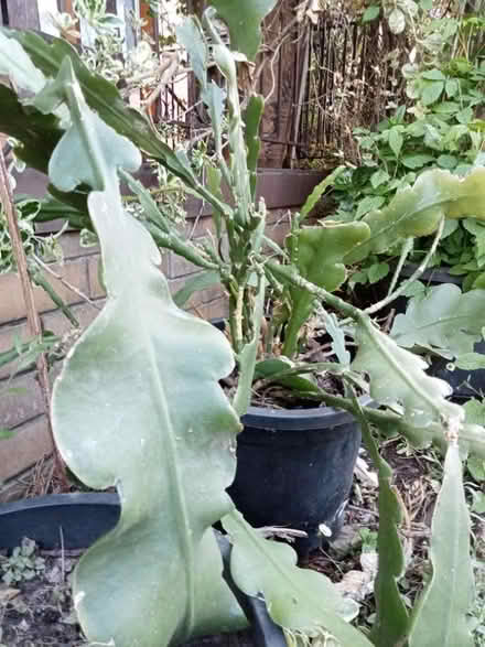 Photo of free Queen of the night plant (Glen Waverley) #1