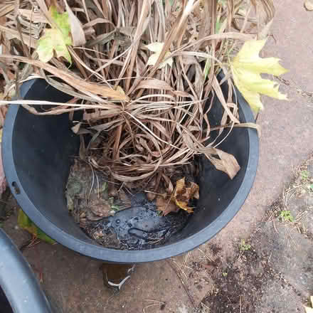 Photo of free Bunch of Crocosmia plants (Blackhall EH4) #1