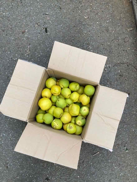 Photo of free Several Kilos Japonica Apples -M/head river area. (windsor-maidenhead-freegle CGA SL6) #1