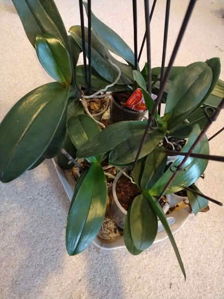 Photo of free Orchids (Top Amersham HP6) #1
