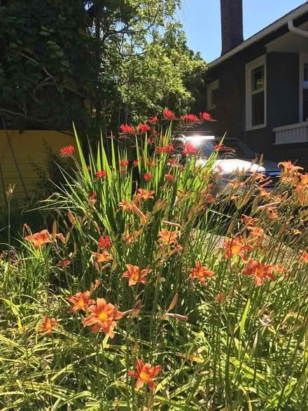 Photo of free Daylily roots (Wallingford) #2