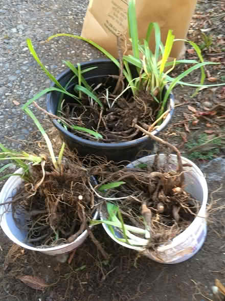 Photo of free Daylily roots (Wallingford) #1