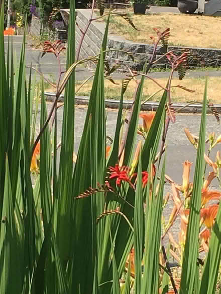 Photo of free Crocosmia bulbs (Wallingford) #2