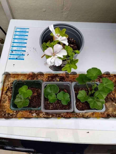 Photo of free Rooted pelargonium cuttings (3) (New Catton NR3) #1
