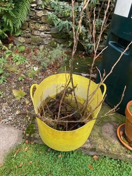 Photo of free Blackcurrant bushes (High Newton LA11) #1