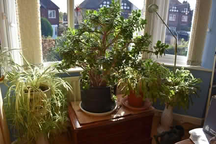 Photo of free Large Money plant (Keyworth NG12) #1