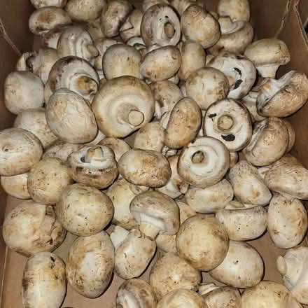 Photo of free Mushrooms (Chiquita Av MtnVw) #2