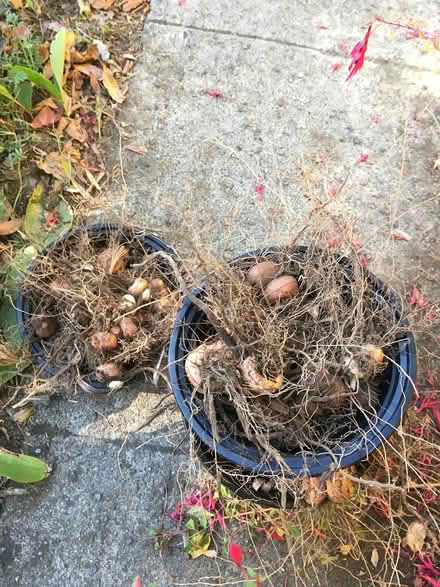 Photo of free Crocosmia bulbs (Wallingford) #1
