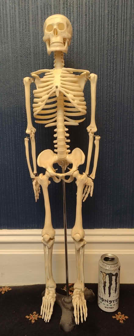 Photo of free Skeleton (Queenstown FY1) #1