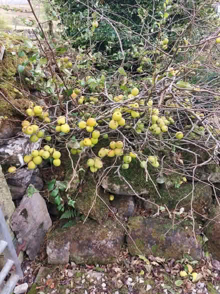 Photo of free Quinces (Shap CA10) #1
