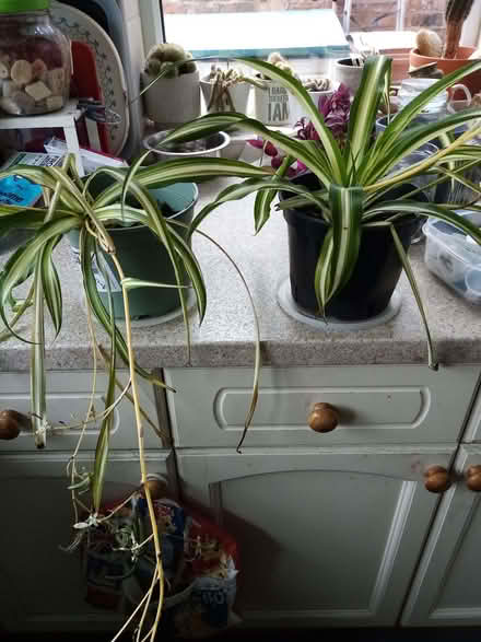 Photo of free Spider plants (Southport PR8) #1