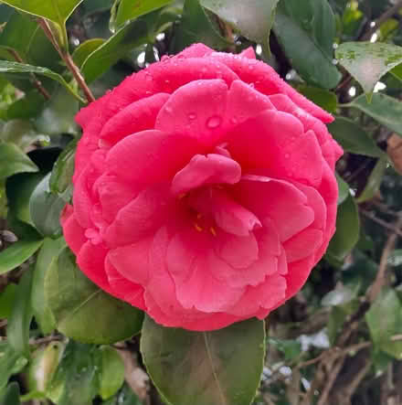 Photo of free Camillia small shrub (Mortdale) #1