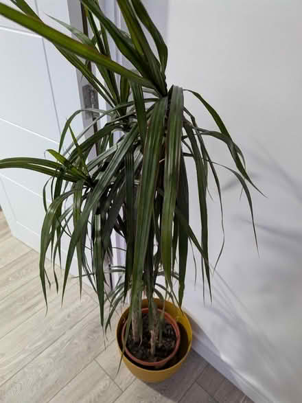 Photo of free Dragon Tree with pot (Camden Town NW1) #1