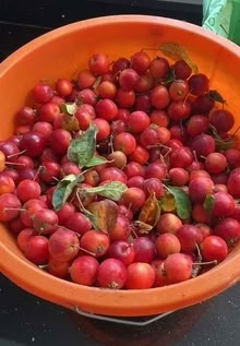 Photo of free 4-5 kg Crab apples, freshly picked. (Hereford HR1) #2