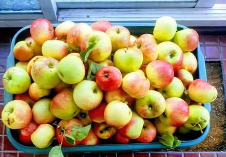 Photo of free 🍎 apples (HP2 5JJ) #1