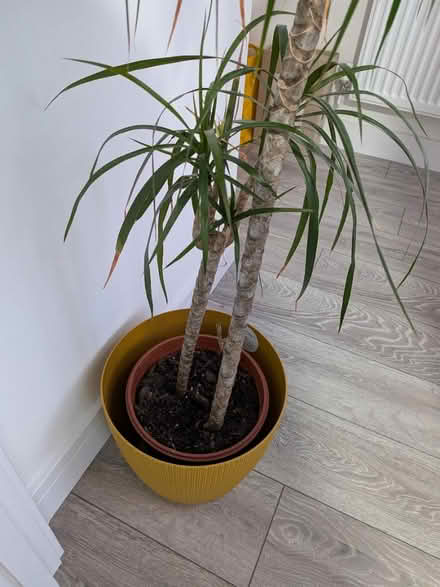 Photo of free Dragon Tree with pot (Camden Town NW1) #3