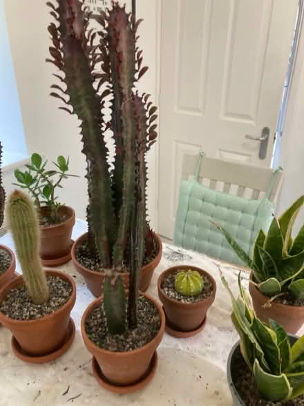 Photo of free Cacti (Deer Park OX28) #4