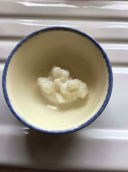 Photo of free Milk kefir grains (Shap CA10) #1