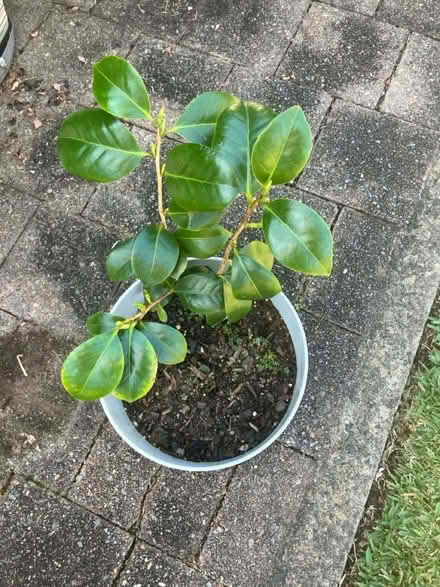 Photo of free Camillia small shrub (Mortdale) #2