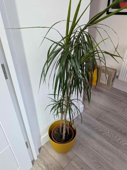 Photo of free Dragon Tree with pot (Camden Town NW1) #2