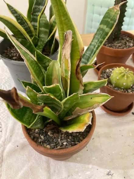 Photo of free Cacti (Deer Park OX28) #2