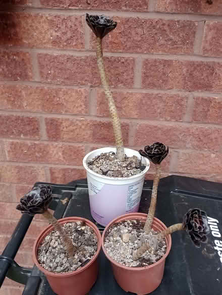 Photo of free Aeoniums (Lower Earley RG6) #1